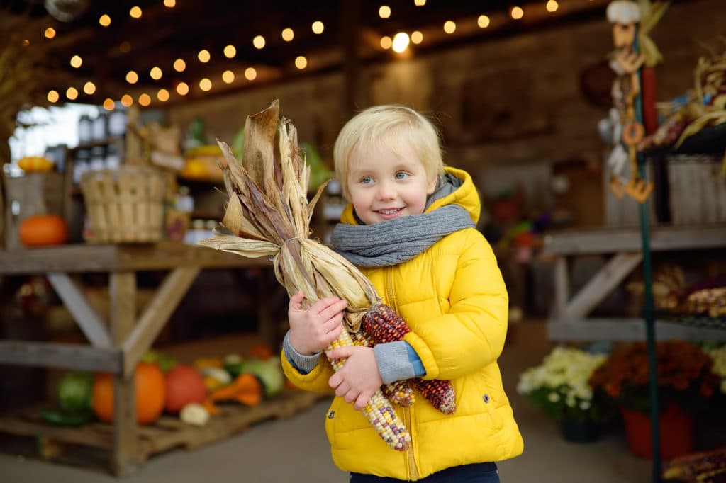 Glad boy holding colorful ears of indian corn at the seasonal agricultural fair