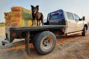 A dog stands next to bales of hay on a truck body.